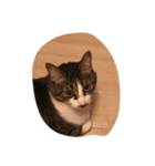 うちの猫はにゃる（個別スタンプ：4）