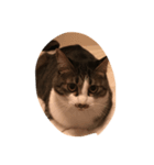 うちの猫はにゃる（個別スタンプ：6）