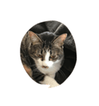 うちの猫はにゃる（個別スタンプ：7）