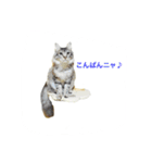 マルゴと仲間たち1（個別スタンプ：11）