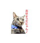 マルゴと仲間たち1（個別スタンプ：13）