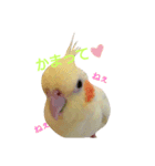オカメインコのちゃぴ♡実写（個別スタンプ：1）