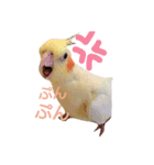 オカメインコのちゃぴ♡実写（個別スタンプ：2）