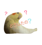 オカメインコのちゃぴ♡実写（個別スタンプ：3）