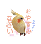 オカメインコのちゃぴ♡実写（個別スタンプ：5）