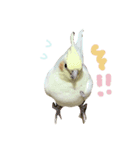 オカメインコのちゃぴ♡実写（個別スタンプ：7）