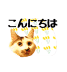 こねこのぐり3 丁寧なデカ文字（個別スタンプ：2）