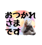 こねこのぐり3 丁寧なデカ文字（個別スタンプ：5）