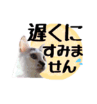 こねこのぐり3 丁寧なデカ文字（個別スタンプ：6）