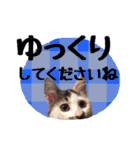 こねこのぐり3 丁寧なデカ文字（個別スタンプ：7）