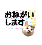 こねこのぐり3 丁寧なデカ文字（個別スタンプ：12）