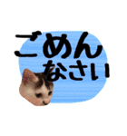 こねこのぐり3 丁寧なデカ文字（個別スタンプ：13）