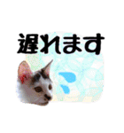 こねこのぐり3 丁寧なデカ文字（個別スタンプ：15）