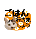 こねこのぐり3 丁寧なデカ文字（個別スタンプ：30）