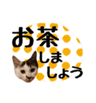 こねこのぐり3 丁寧なデカ文字（個別スタンプ：31）