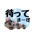 こねこのぐり3 丁寧なデカ文字（個別スタンプ：33）