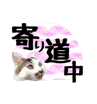 こねこのぐり3 丁寧なデカ文字（個別スタンプ：36）