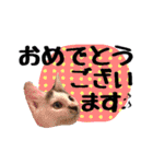 こねこのぐり3 丁寧なデカ文字（個別スタンプ：38）