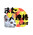 こねこのぐり3 丁寧なデカ文字（個別スタンプ：40）