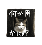 猫のじゅり（個別スタンプ：7）