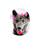 甲斐犬こころ。女の子です。（個別スタンプ：1）