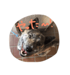 甲斐犬こころ。女の子です。（個別スタンプ：4）