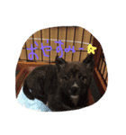 甲斐犬こころ。女の子です。（個別スタンプ：6）