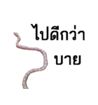 A little snake named Mighty（個別スタンプ：16）