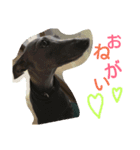 気まぐれロンちゃん妹ver.（個別スタンプ：1）