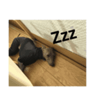 気まぐれロンちゃん妹ver.（個別スタンプ：2）
