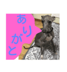 気まぐれロンちゃん妹ver.（個別スタンプ：5）