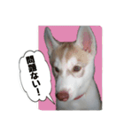 ハスキー犬だもん2（個別スタンプ：5）