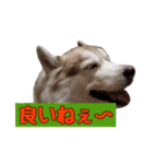 ハスキー犬だもん2（個別スタンプ：17）