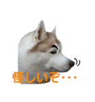 ハスキー犬だもん2（個別スタンプ：20）