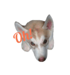 ハスキー犬だもん2（個別スタンプ：23）