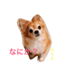 チワワのルイバトさん（個別スタンプ：1）