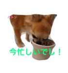 チワワのルイバトさん（個別スタンプ：2）