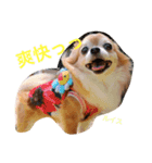 チワワのルイバトさん（個別スタンプ：3）