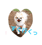 チワワのルイバトさん（個別スタンプ：4）