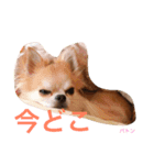 チワワのルイバトさん（個別スタンプ：5）
