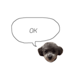 DOGGIN（個別スタンプ：1）