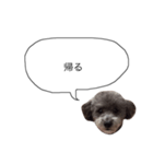 DOGGIN（個別スタンプ：2）
