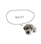DOGGIN（個別スタンプ：8）