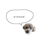 DOGGIN（個別スタンプ：10）