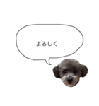 DOGGIN（個別スタンプ：11）