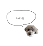 DOGGIN（個別スタンプ：13）