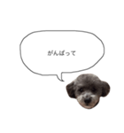 DOGGIN（個別スタンプ：14）