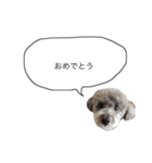 DOGGIN（個別スタンプ：15）