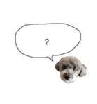 DOGGIN（個別スタンプ：16）