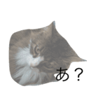 SeaCats（個別スタンプ：1）